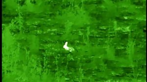 Тепловизионный монокуляр CONOTECH Tracer 35 LRF Pro. заяц, дистанция 25 метров