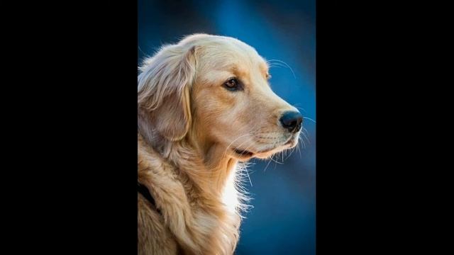 К чему снится СОБАКА. Приснилась собака. Толкование сна смотреть онлайн