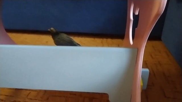 Шок! Я нашёл голубя которий не умеет летать на 5 этаже! смотреть онлайн