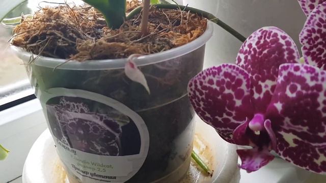 Дом в цветах// Сюрприз в кашпо с орхидеей! смотреть онлайн