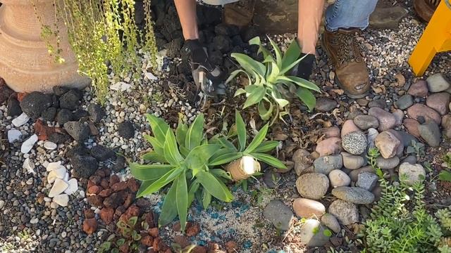 Laura Eubanks’s Agave attenuata variegata and How to Handle Her смотреть онлайн
