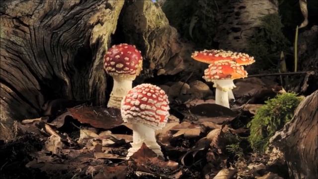 Video rarissimo della crescita dell' AMANITA MUSCARIA смотреть онлайн