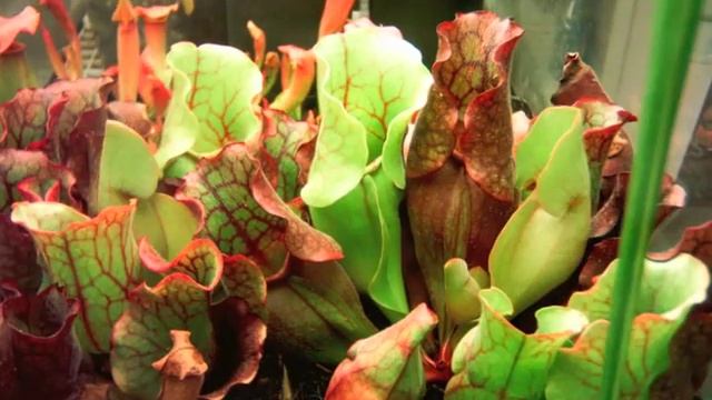 Sarracenia purpurea - 120 days of growth смотреть онлайн