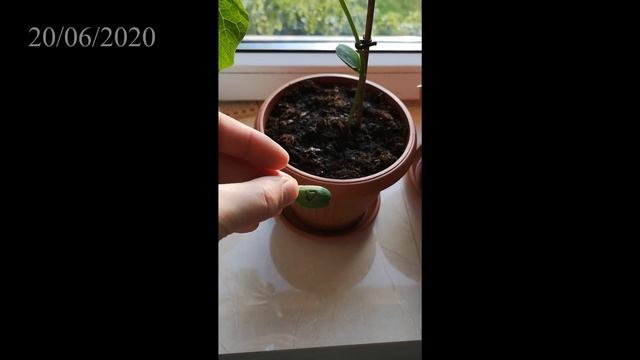 Выращиваем 