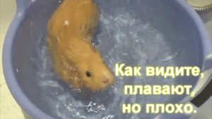 Плавают ли морские свинки / Эксперимент