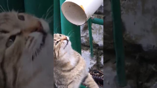 Самый умный и красивый котёнок на южном берегу Крыма