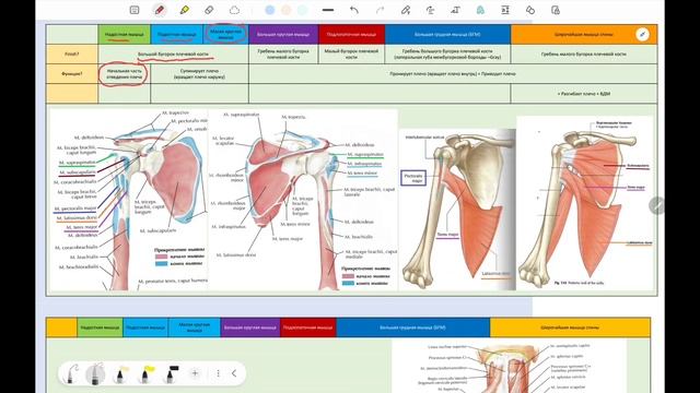 Мыщцы для пронации и супинации плеча