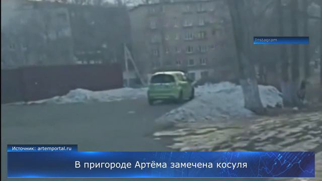 В пригороде Артёма замечена косуля смотреть онлайн