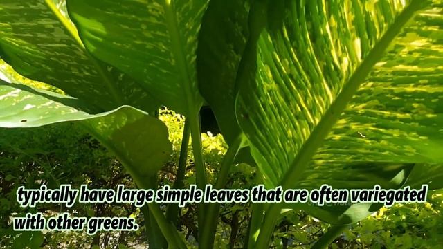 Dumb Cane (Dieffenbachia seguine) смотреть онлайн