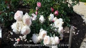 Роза Стефани Баронин цу Гуттенберг