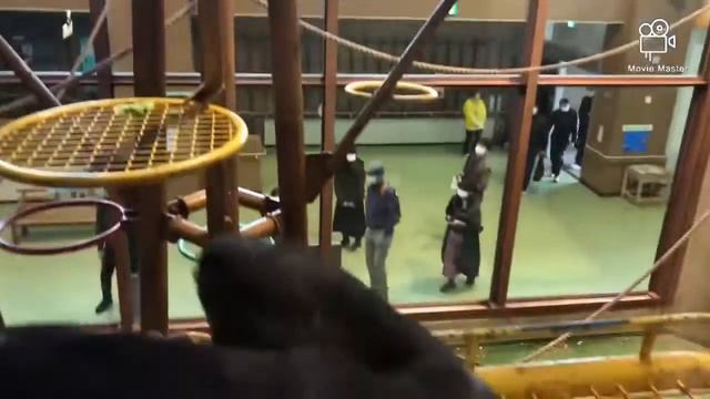 Asahiyama zoo In Hokkaido Japan 2020 смотреть онлайн