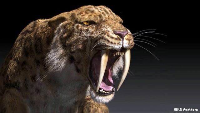 American Lion VS Smilodon - American Lion VS Smilodon Populator Who Would Win смотреть онлайн