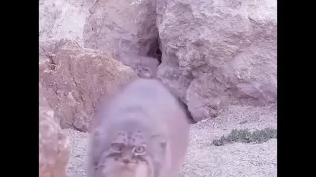 Один манул, два манула...