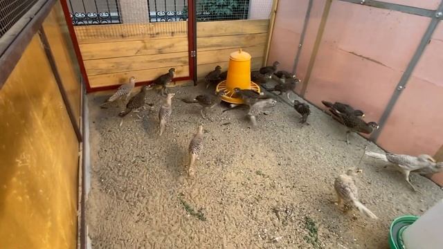 Питомник фазанов. Элитные виды фазанов в ЛПХ. Pheasant nursery. смотреть онлайн