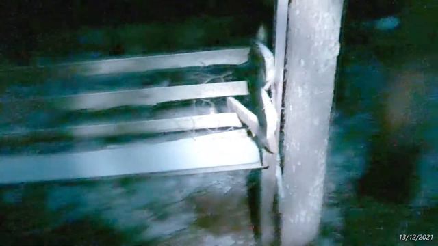 2021/12/13: Кормушка для лосей (одна из) у Красных озёр и лыжной трассы поздним вечером 13/12/2021. смотреть онлайн