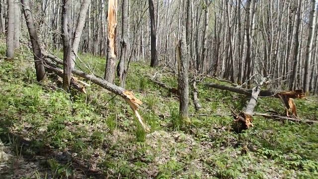 Собираю первую кислянку , кислинку ! Южный Урал ! смотреть онлайн
