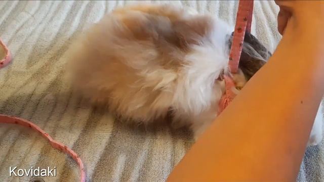 Поводок для маленьких животных смотреть онлайн