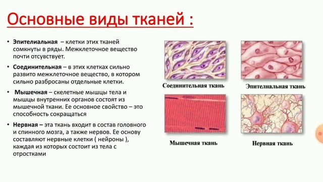 Анатомия ( ткани ) смотреть онлайн