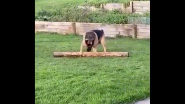 Эти забавные животные Часть 24 я смотреть онлайн