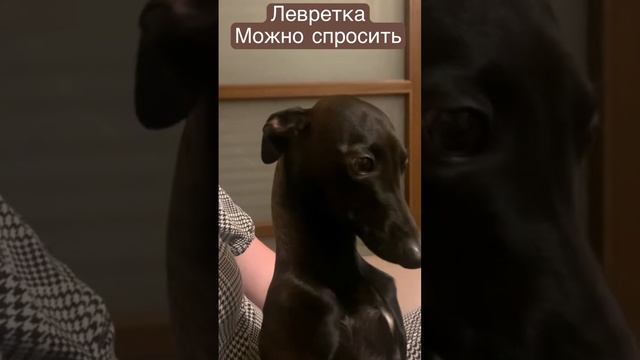 Щенок левретки свободен (720p) смотреть онлайн