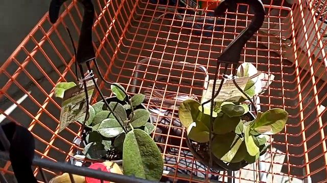 plant shopping for my mental health | $12.98 hoya australis at home depot смотреть онлайн