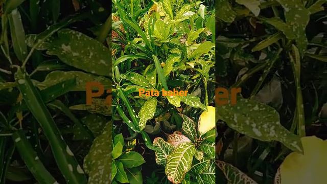 crotons pata baher смотреть онлайн