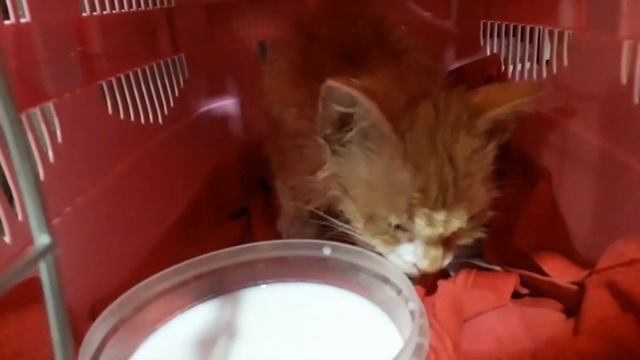 На нем сидели мухи , котенок сидел и шатался , паразиты ели котенка заживо , до утра бы не дожил. смотреть онлайн