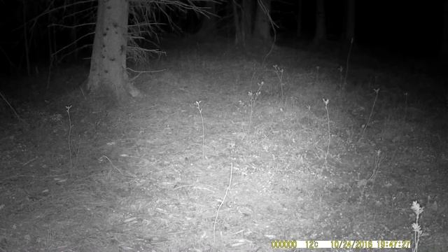 Фотоловушка photo-hunter НС-900 а смотреть онлайн