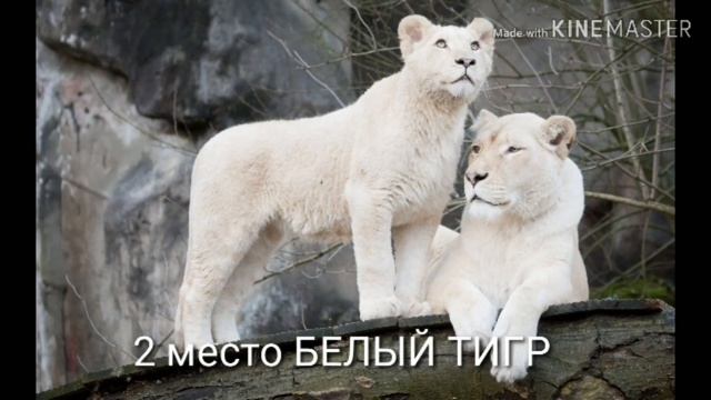 3 самых редких животных в мире смотреть онлайн