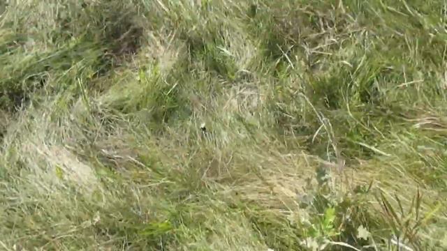 Дуб з жолудя Результат минулоріної посадки смотреть онлайн