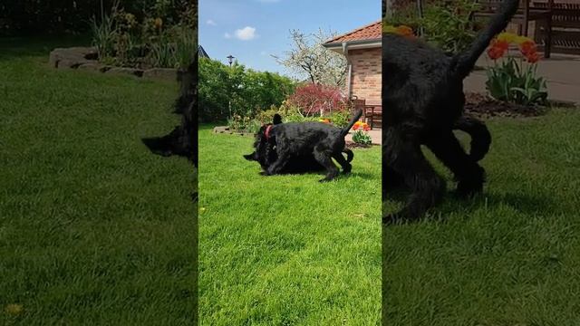 Meine Riesenschnauzer Nayla & Umbra мои девочки #riesenschnauzer#ризеншнауцеры#германия#германия смотреть онлайн