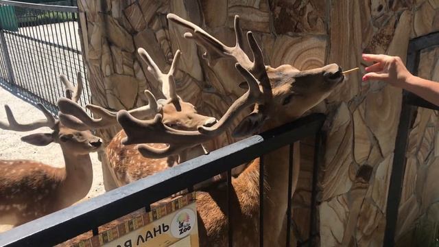 Прекрасные лани Тайгана! смотреть онлайн