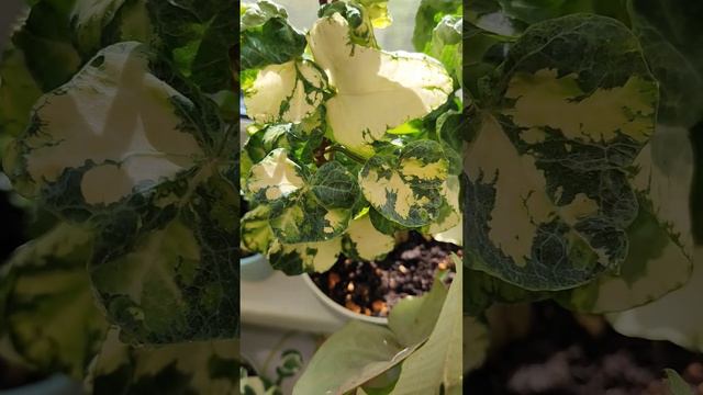Необыкновенно красивый плющ Хедера Хеликс 24 Карата (Hedera helix 24 karat) смотреть онлайн