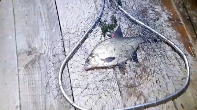 Рыбалка на Днестре( Маяки 42км.) смотреть онлайн