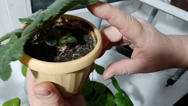 Растения на моём окне. обзор моих растений смотреть онлайн