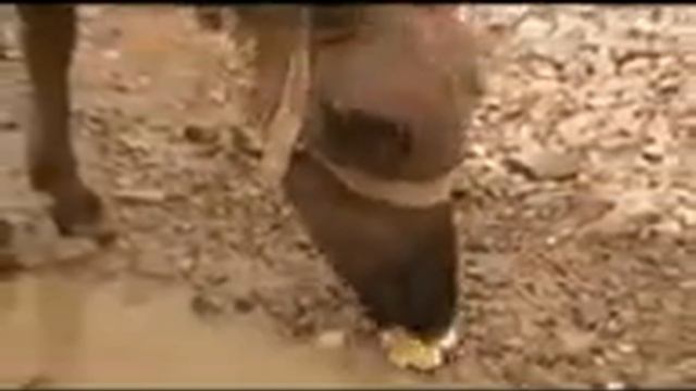 Anvar Ibragimov - Enam-Enam