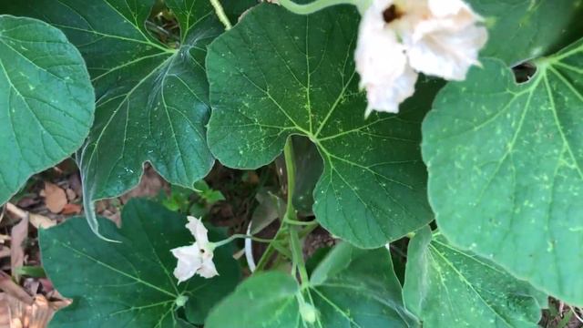 How to grow guava trees from guava leaves with aloe vera 100% Success смотреть онлайн