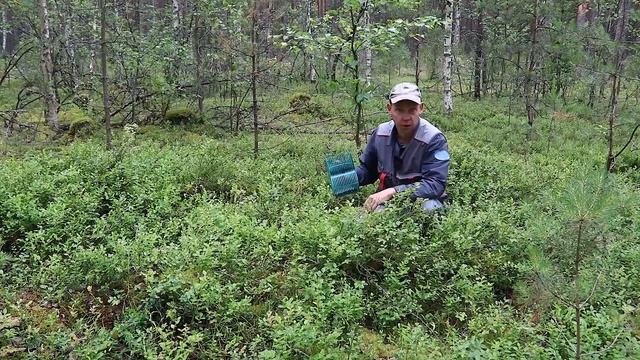 100 рублей за литр - цена леса без ягод? смотреть онлайн