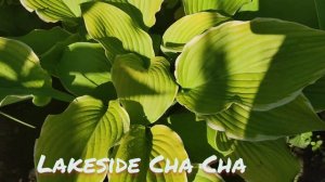 Хоста сорт Lakeside Cha Cha...ярче с каждым днём ( видео от 23.07.22)#хоста#сорт#LakesideChaCha#