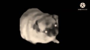 Мопс танцует под фонк