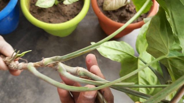 बच्चे भी लगा लेंगे इस पौधे की कटिंग/ syngonium plant propagation/ syngonium plant की कटिंग कैसे लगा смотреть онлайн