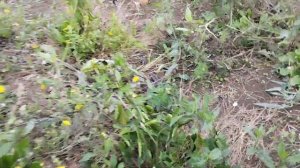 Осенние помидоры Свит-Пиа