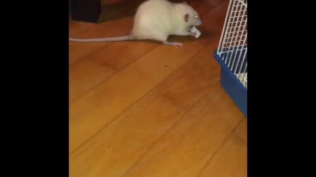 Дамбо крысы :Рокс и Баунти смотреть онлайн