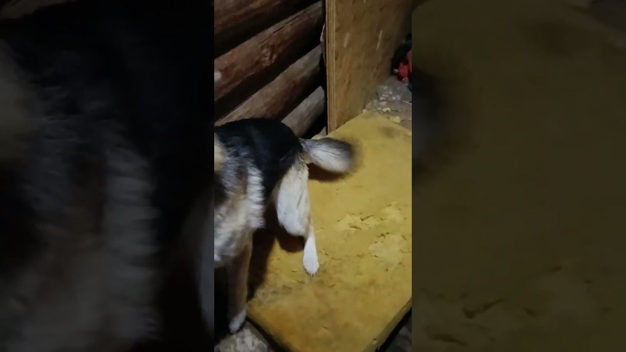 Малай смотреть онлайн