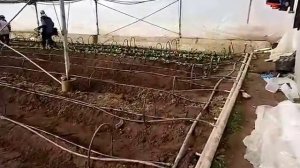 Посадка Ранней Капусты в теплицах