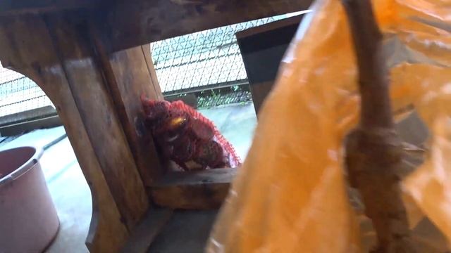 Осенняя посадка деревьев смотреть онлайн