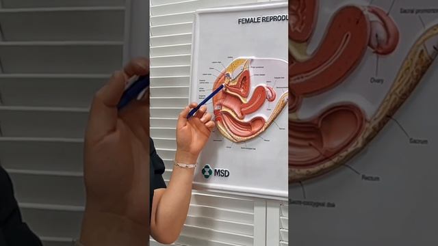 Что нужно делать чтобы был сквирт? | Medical Media смотреть онлайн