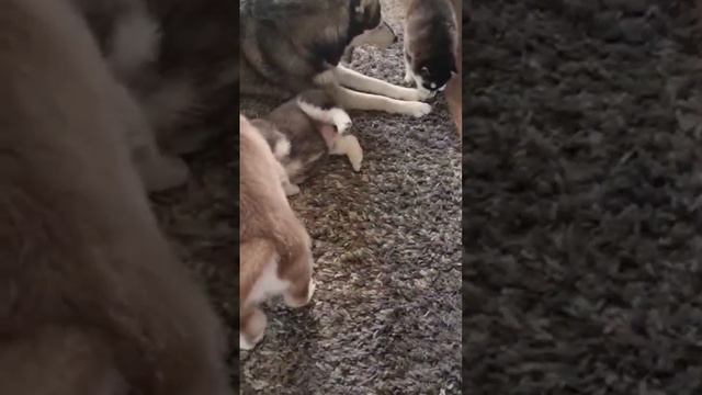 brown husky is not like everyone else #sorts коричневый хаски не как все смотреть онлайн