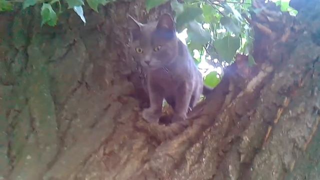 Кошка Василиса лазит по дереву, экстрималка смотреть онлайн