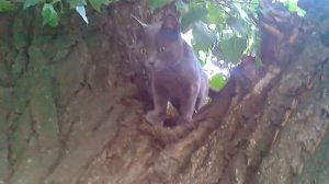Кошка Василиса лазит по дереву, экстрималка